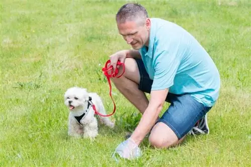 Il proprietario pulisce dopo il cane con un sacchetto di plastica_monika isniewska_shutterstock