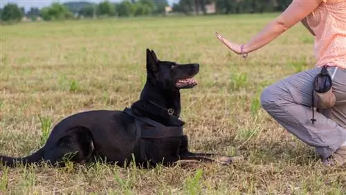 8 gode tips til, hvordan du træner din hund til at være rolig i offentligheden