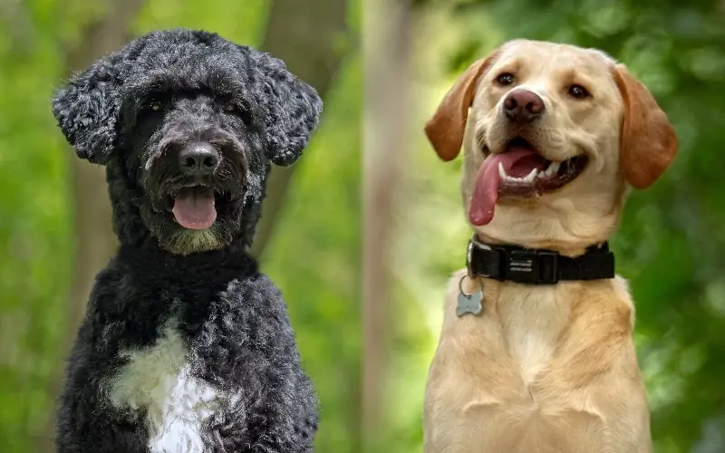 البرتغالي Water Dog Labrador Mix: صور ومعلومات ودليل رعاية & المزيد