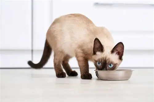 siamesisk katt som spiser mat fra bollen hjemme