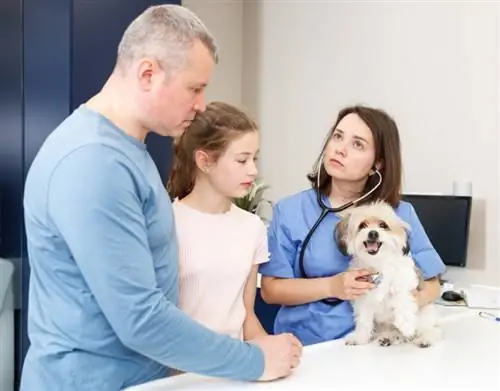 Verificarea câinelui havanese de către veterinar