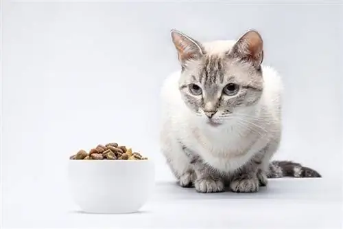 tabby siamese cat na naghihintay na kumain ng tuyong pagkain ng pusa