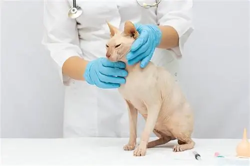 exame veterinário gato sphynx