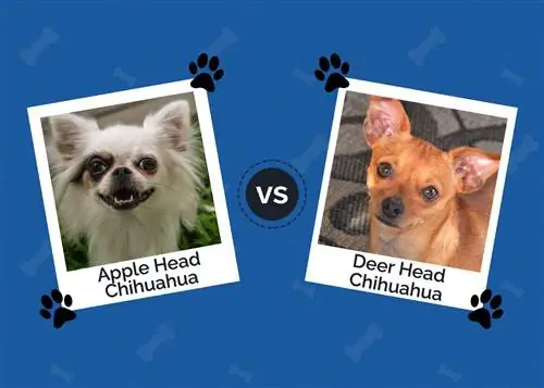 Kepala Apel vs Chihuahua Kepala Rusa: Perbedaan Utama (Dengan Gambar)