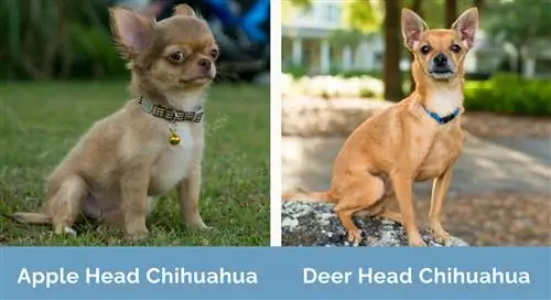 Kepala Apple lwn Kepala Rusa Chihuahua sebelah menyebelah