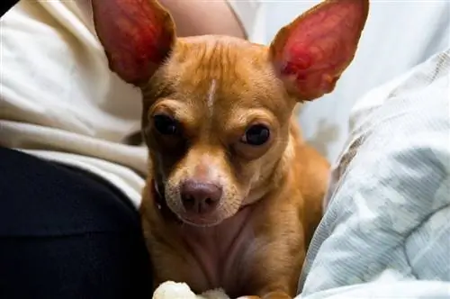 Hertkop Chihuahua