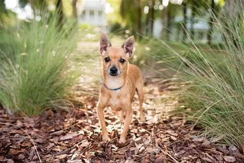 anjing chihuahua kepala rusa berdiri di atas timbunan daun kering