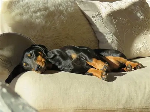 Dachshund Sleeping