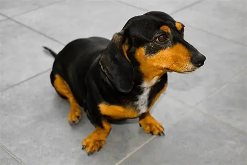 Kvinne dachshund