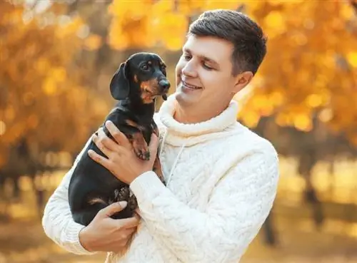 Si të merrni dhe mbani një dachshund në 10 hapa të thjeshtë