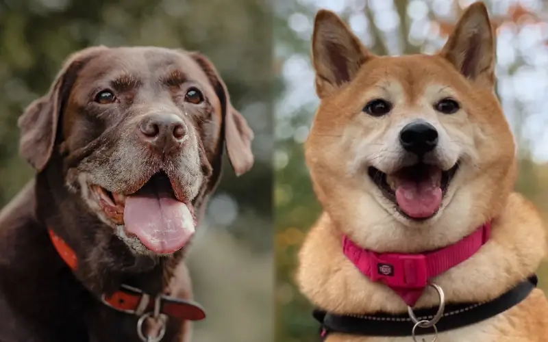 Labrakita Dog (Akita Lab Mix): Նկարներ, խնամք, խառնվածք & Հատկանիշներ