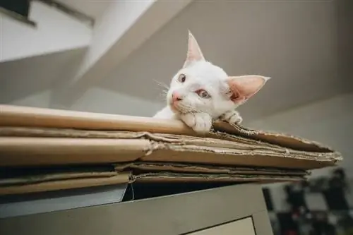 gato branco arranhando papelão ondulado dobrado