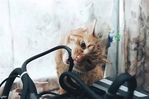 gato pelirrojo mordiendo un cable eléctrico