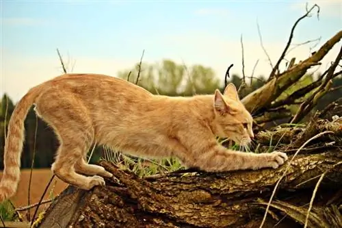 oransje katt som klør på stokken