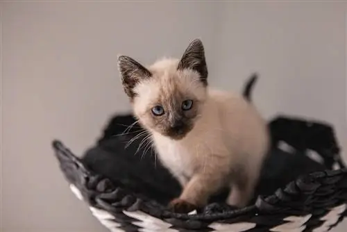 gatinho siamês em uma cesta