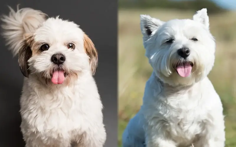 Weshi (Shih Tzu & Westie Mix): nuotraukos, priežiūros vadovas, temperamentas & bruožai