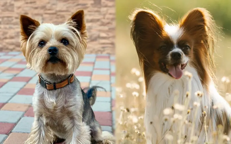 Yorkillon (Yorkie Papillon) pes: slike, navodila za nego, temperament & lastnosti