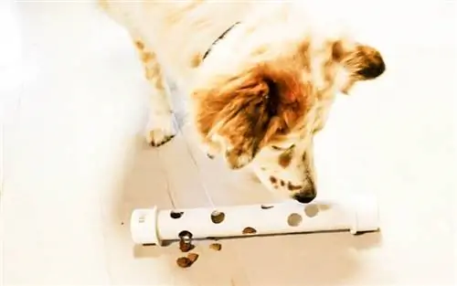 PVC Treat Puzzle From Dog Tipper