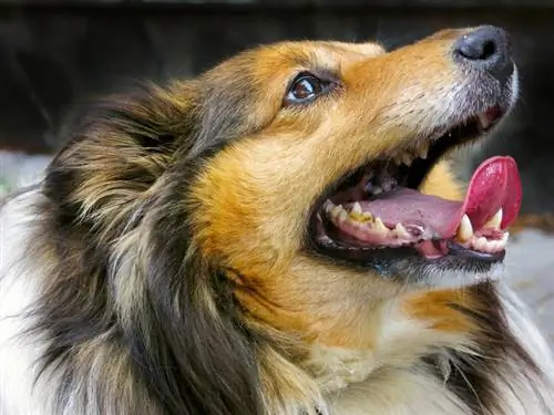 Sheltie shetland sheepdog mostrando dentes doença dental