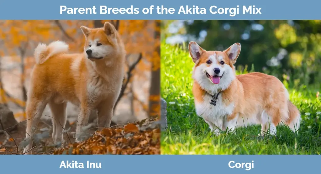 Akita Corgi Mixin emorodut