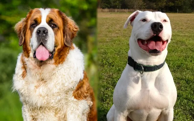 St. Bullnard (St. Bernard Pitbull Mix): Photos, Soins, Tempérament & Traits