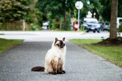 balilainen kissa istuu polulla puistossa