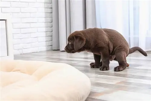 Chocolate Labrador menyuam dev pooping