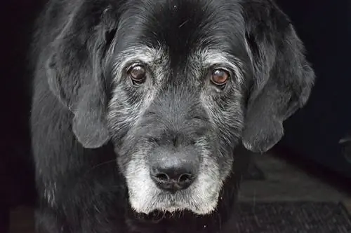 senior black lab