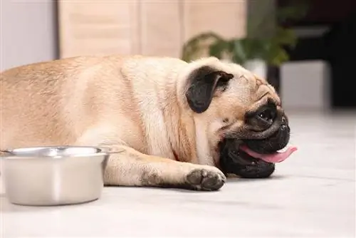 dehydrated pug sa tabi ng isang mangkok