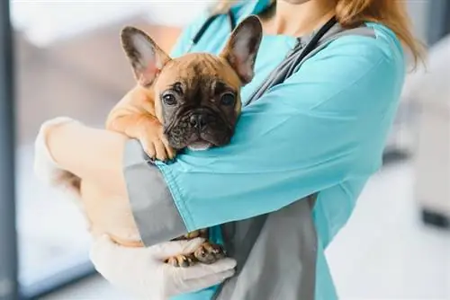 zblízka psa francouzského buldočka drženého veterinárním lékařem na veterinární klinice