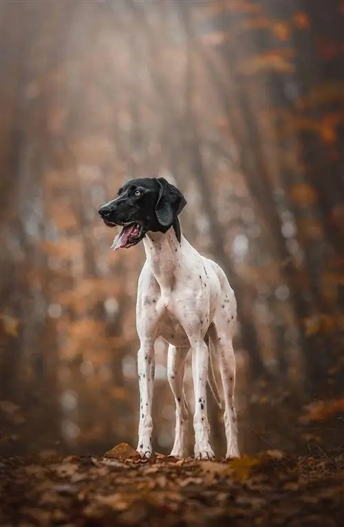 sonbaharda gri köpek