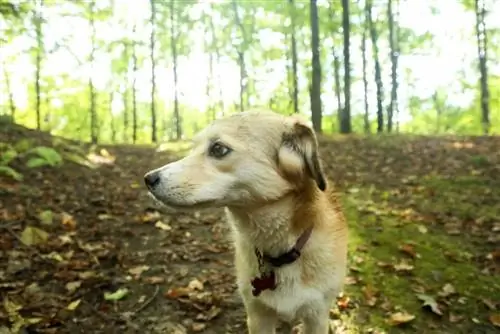 huskydor husky labradorec