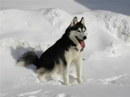 Qışda Sibir Husky