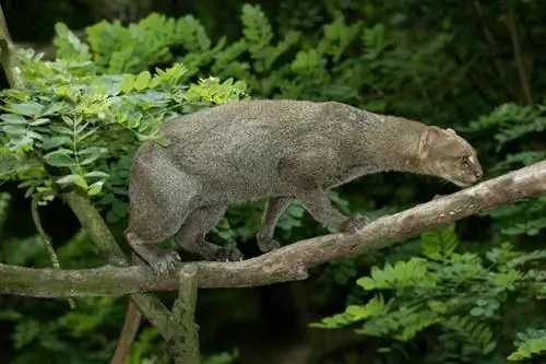 Jaguarundi en rama de árbol