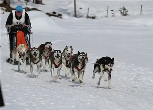 12 Sled Dog Breed: Isang Kumpletong Gabay (May mga Larawan)