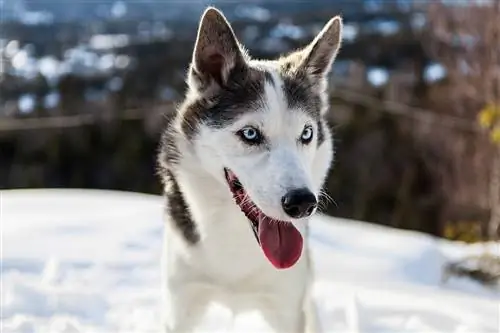 alaskan husky