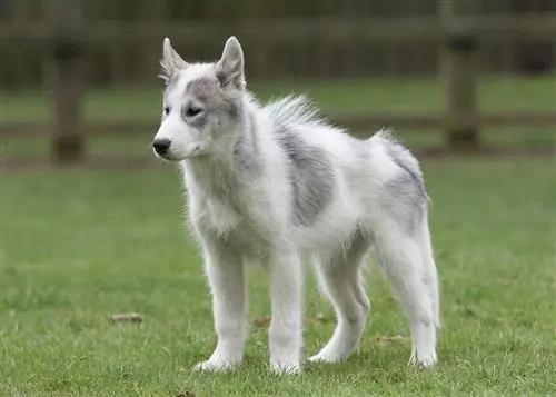 kanada eskimo köpeği