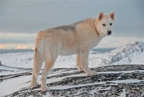 perro de Groenlandia