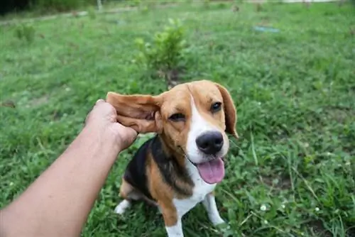 Beagle кулактарын текшерүү