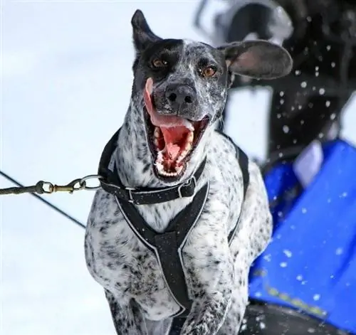 Retrato de um cão de trenó eurohound no trabalho_elenarts_shutterstock