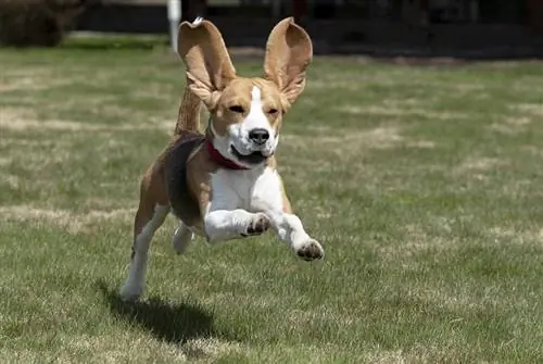 Beagle qulaqlarını necə təmizləmək olar – 8 məsləhət və fənd