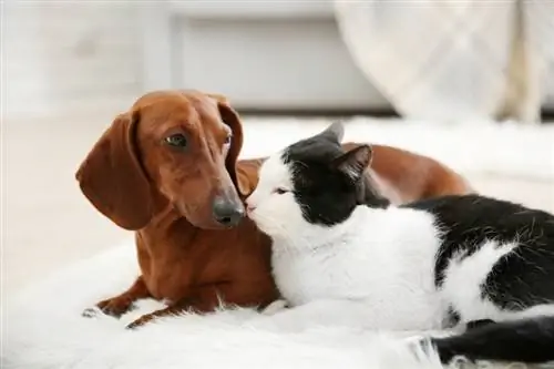 Apakah Dachshund Akur dengan Kucing? Apa yang perlu Anda ketahui