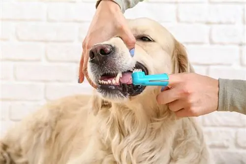 May-ari na nagsisipilyo ng golden retriever na ngipin, nagsisipilyo ng ngipin na aso