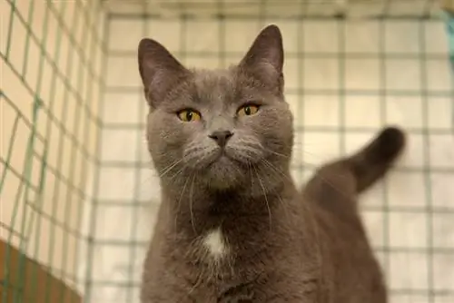 Hoe lang kan een kat in een bench blijven? Door dierenartsen goedgekeurd advies