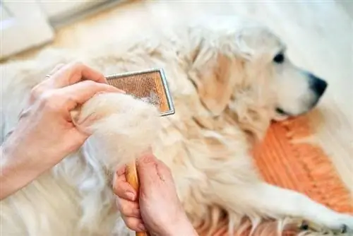 kamay na nakahawak sa brush habang kinukuha ang buhok ng asong golden retriever