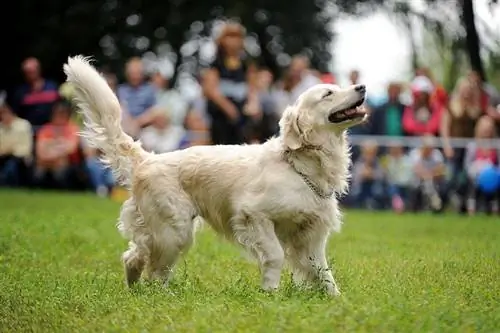 Ցույց տալ Golden Retriever-ին, որը քայլում է բացօթյա