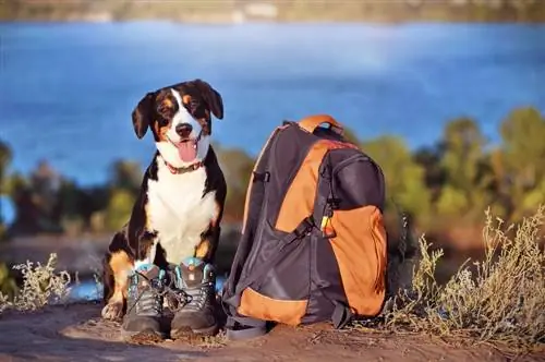 Trail-etiquette voor wandelen met honden: 10 regels voor een braaf huisdier