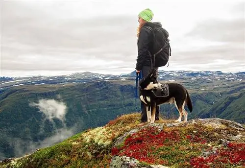 hundvandring med ägare