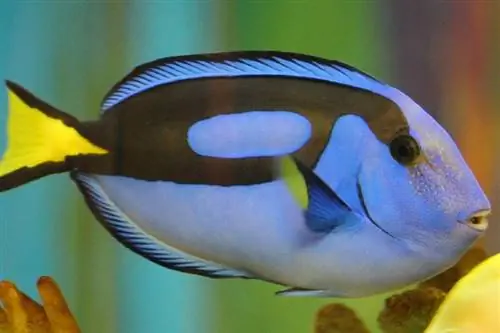 Blue Tang Fish