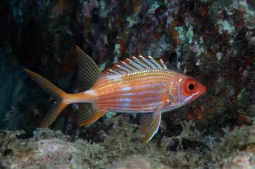 Squirlefish